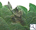 Mine on Urtica dioica Image: Brian Pitkin