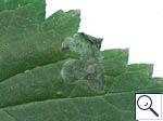 Mine on Urtica dioica Image: Brian Pitkin