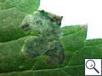 Mine on Urtica dioica Image: Brian Pitkin