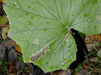 Mine of Acidia cognata on Petasites