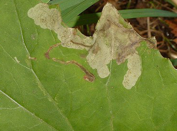 Mine of Acidia cognata on Petasites