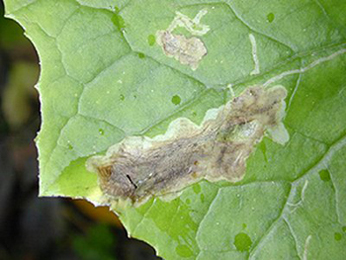 Mine of Acidia cognata on Petasites