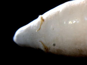 Anterior spiracles of larva of Acidia cognata