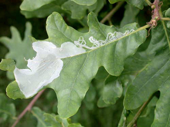 Mine of Acrocercops brongniardella on Quercus robur