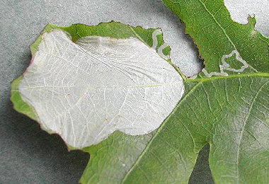 Mine of Acrocercops brongniardella on Quercus