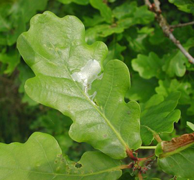 Mine of Acrocercops brongniardella on Quercus