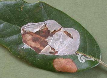 Mine of Acrocercops brongniardella on Quercus