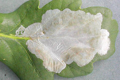 Mine of Acrocercops brongniardella on Quercus