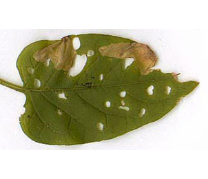 Mine of Acrolepia autumnitella on Solanum dulcamara