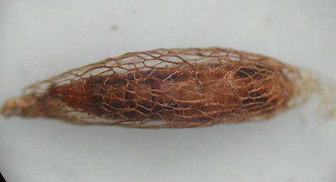 Acrolepia autiminitella,  cocoon