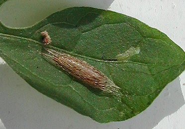 Acrolepia autimnitella,  cocoon on leaf