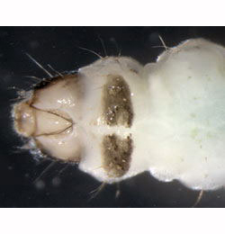 Acrolepia autumnitella larva,  half-ventral