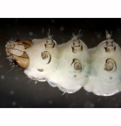 Acrolepia autumnitella larva,  obliquely-ventral