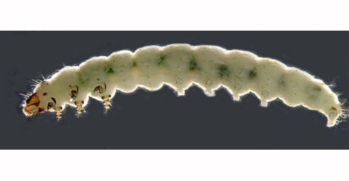 Acrolepia autumnitella larva,  lateral