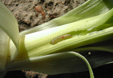 Larva of Acrolepiopsis assectella feeding on the inner leaves of Allium