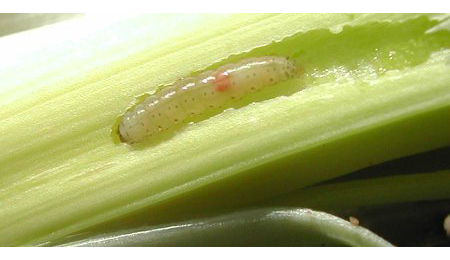 Larva of Acrolepiopsis assectella feeding on the inner leaves of Allium