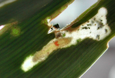 Larva of Acrolepiopsis assectella feeding on the inner leaves of Allium