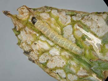 Larva of Agonepterix kuznetsovi on Serratula tinctoria