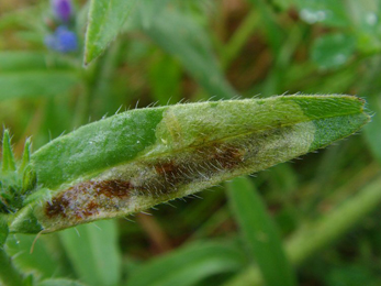 Mine of Agromyza abiens