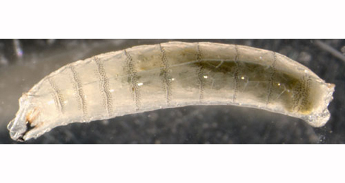 Larva of Agromyza abiens