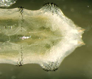 Larva of Agromyza abiens