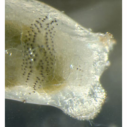 Larva of Agromyza abiens