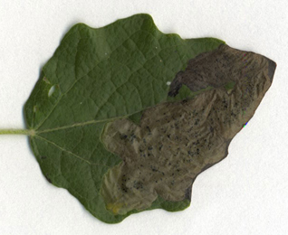 Mine of Agromyza albitarsis on Populus canescens