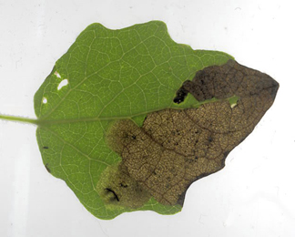 Mine of Agromyza albitarsis on Populus canescens,  same leaf by transmitted light
