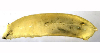 Larva of Agromyza albitarsis