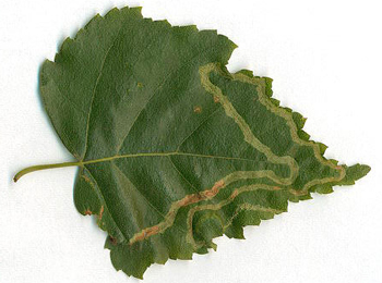 Mine of Agromyza alnibetulae on Betula pubescens