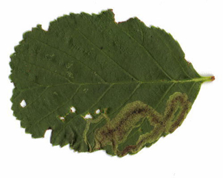 Mine of Agromyza alnivora on Alnus glutinosa