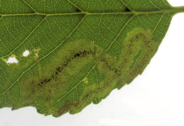 Mine of Agromyza alnivora on Alnus glutinosa - detail of left image