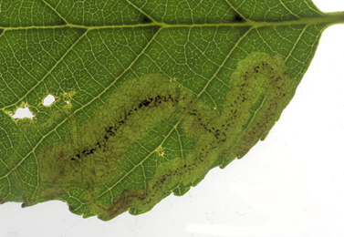 Mine of Agromyza alnivora on Alnus glutinosa