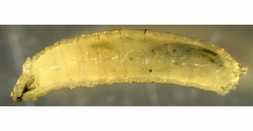 Agromyza alnivora,  larva,  lateral