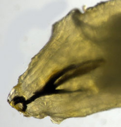 Agromyza alnivora,  cephalo-pharyngeal skeleton,  lateral