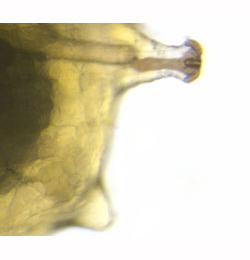 Agromyza alnivora larva,  anterior spiracles,  lateral