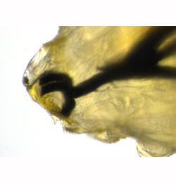 Agromyza alnivora posterior,  lateral