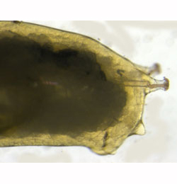 Agromyza alnivora,  larva,  posterior,  lateral