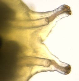 Agromyza alnivora,  larva. posterior spiracles,  dorsal