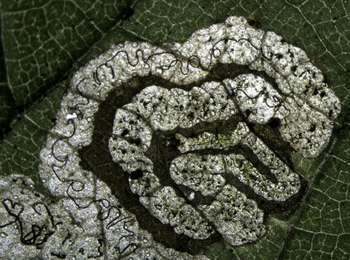 Mine Agromyza anthracina on Urtica dioica