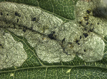 Mine of Agromyza anthracina on Urtica dioica