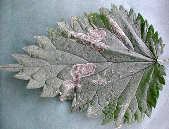 Mine of Agromyza anthracina on Urtica dioica