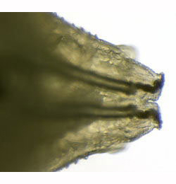 Agromyza anthracina  larva,  posterior spiracles,  dorsal