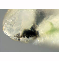 Mine of Agromyza demeijerei on Laburnum anagyroides