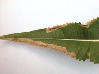Mine of Agromyza dipsaci on Dipsacus