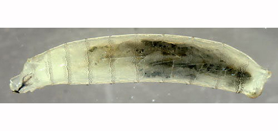 Larva of Agromyza ferruginosa