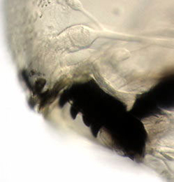 Agromyza ferruginosa larva,  mandibles