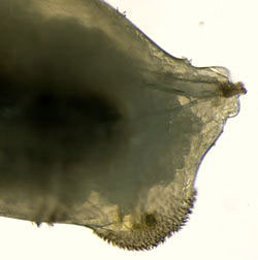 Agromyza ferruginosa larva,  posterior lateral