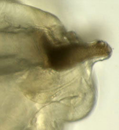 Agromyza ferruginosa Posterior spiracles of larva,  lateral