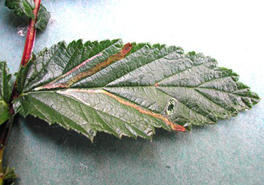 Mine of Agromyza filipendulae on Filipendula ulmaria